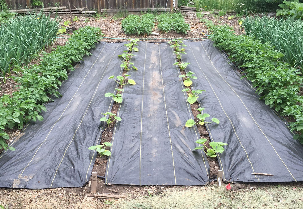 Can You Use Weed Barrier in a Vegetable Garden