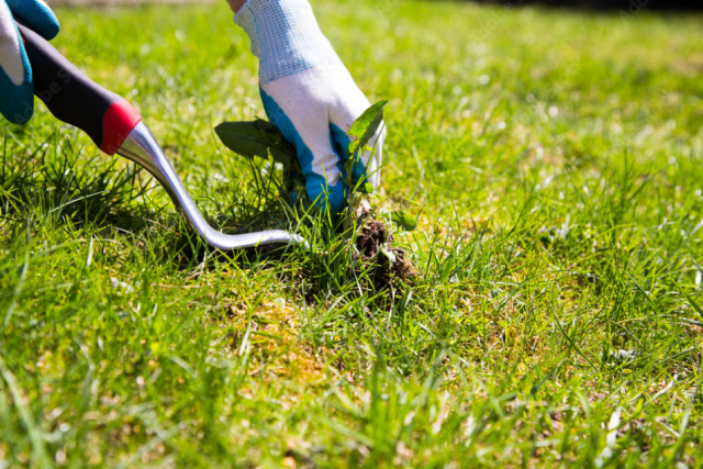 How Do You Get Rid of Weeds in Your Garden
